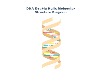 DNA Diagram