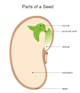 Seed Diagram - Biology Diagram