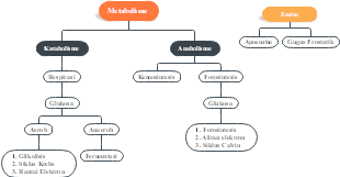 A mind map of metabolism