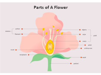Parts of A Flower Diagram