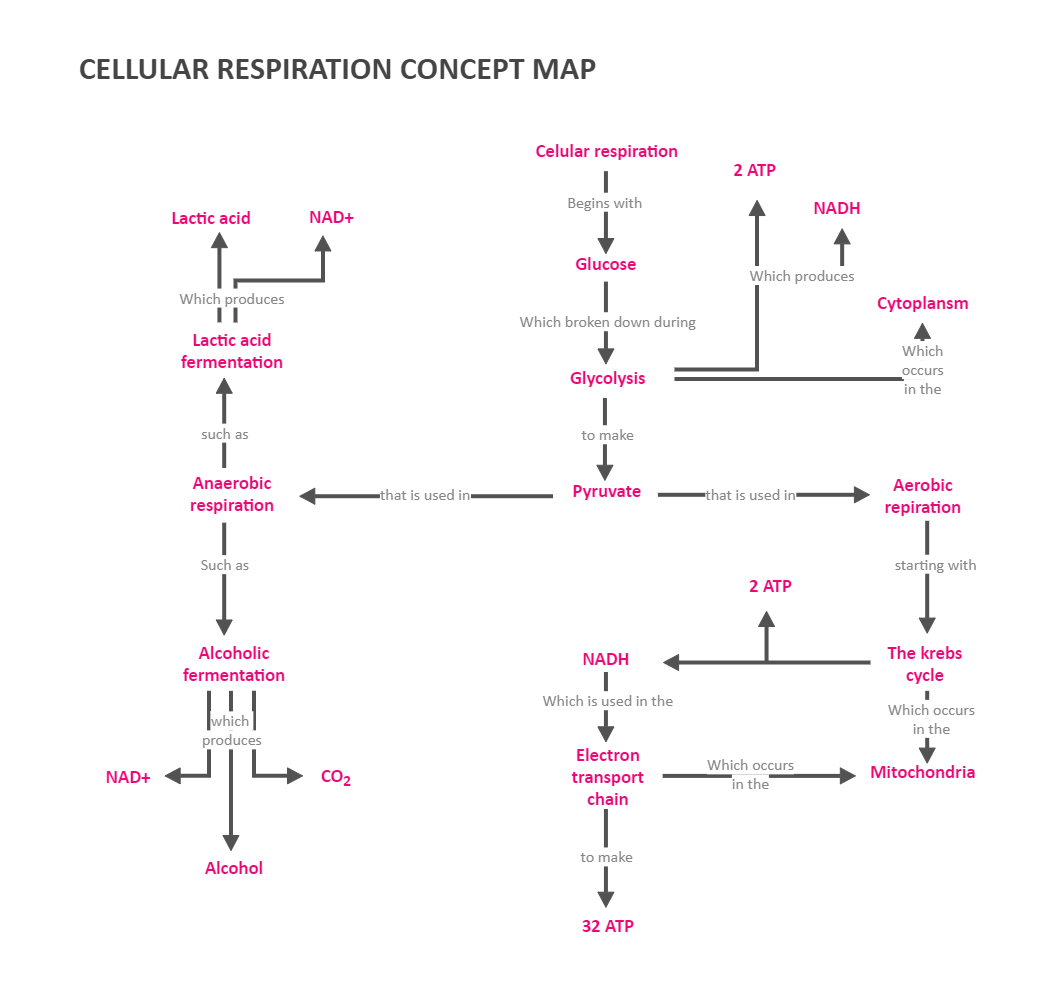 Cellular Respiration Concept Map