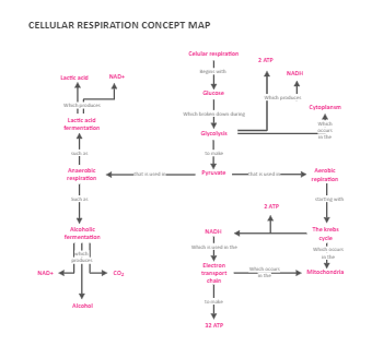 Cellular Respiration Concept Map