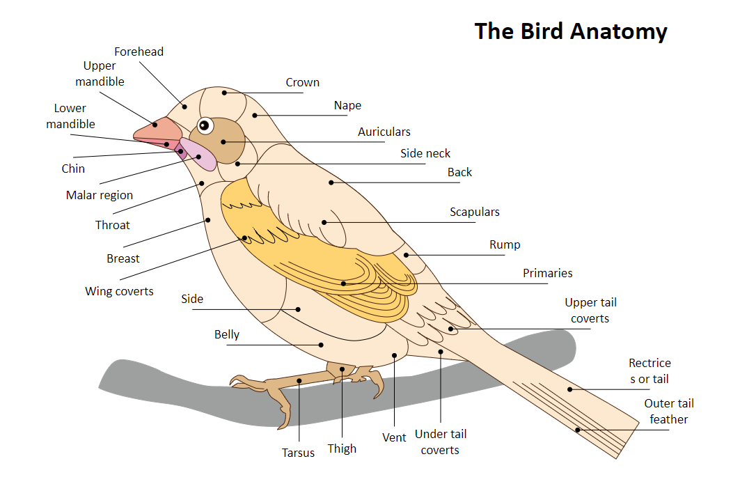 Bird Anatomy Diagram