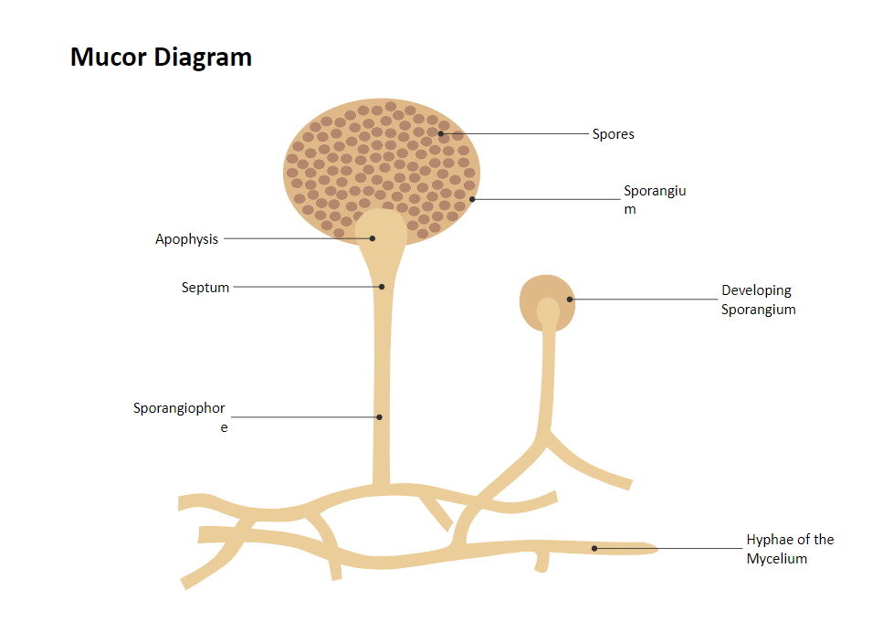 Mucor Anatomy Diagram