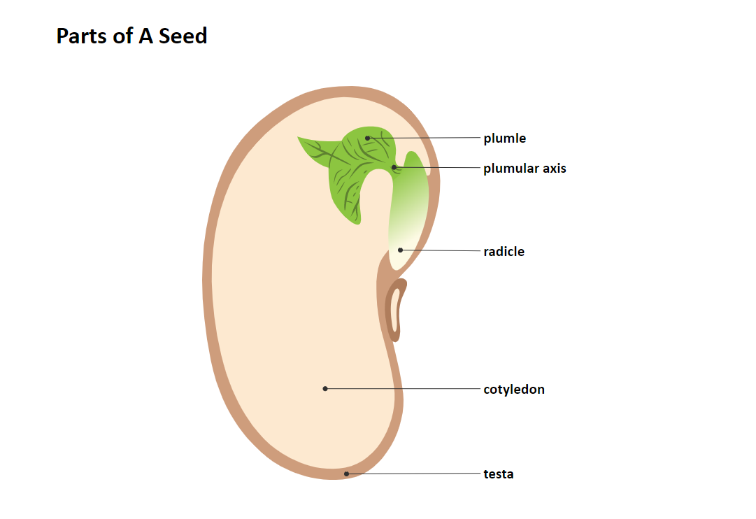 Parts of A Seed Diagram