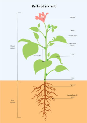 Parts Of Plant Diagram