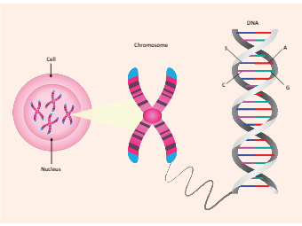 Chromosome Labeled