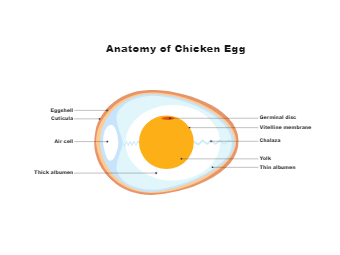 鸡蛋解剖