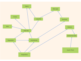 Food Chain Interrelationship Diagram