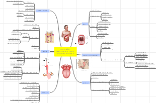 ANATOMÍA Y FISIOLOGÍA DEL TRACTO DIGESTIVO SUPERIOR