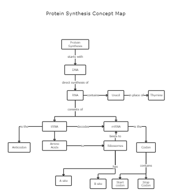 Protein Synthesis Concept Map Template