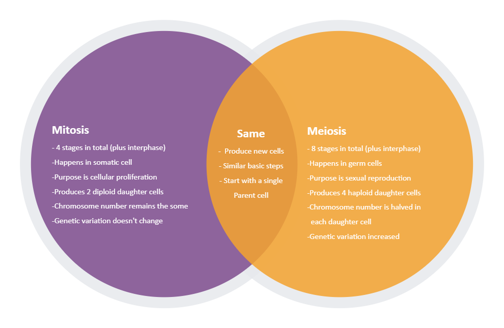 Meiosis and Mitosis Venn Diagram