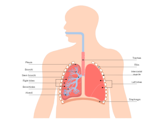 肺图