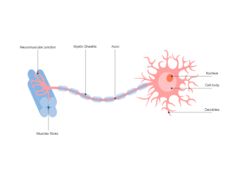 神经元图