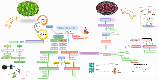 Metabolismo Celular