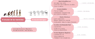 Tobar Jennifer 1º BGU G Evolucion de los hominidos