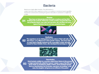 Bacteria Introduction Diagram