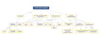 Aerobic Cellular Respiration Mind Map