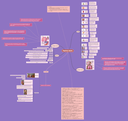 Respiratory System