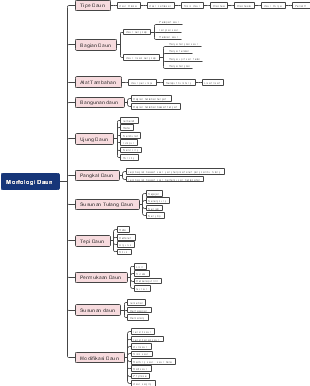 Mind mapping of leaf morphology