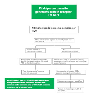 The Role of PfEMP1 and VAR2CSA in Disease Progression and Vaccine Development