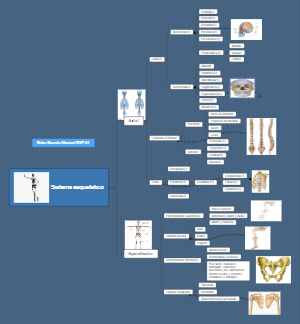 Sistema esqueletico