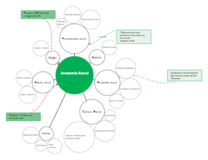 Anatomia Renal