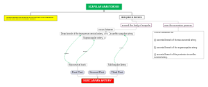 Scapular Anastomosis