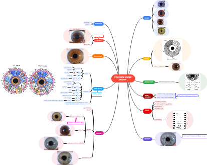 Protocole Iridologie Pratique