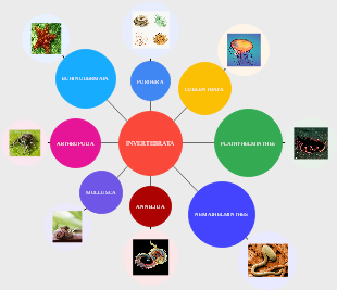 Bubble Map about Invertebrate