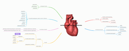 SISTEM SIRKULASI PADA MANUSIA