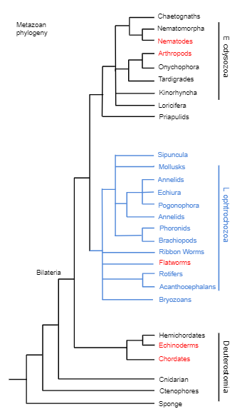 Chordate Phylogenetic Tree