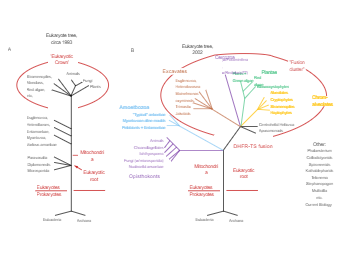 Eukaryotic Phylogenetic Tree