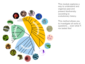 Evolution Phylogenetic Tree