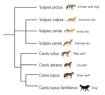 Fox Animal Phylogenetic Tree