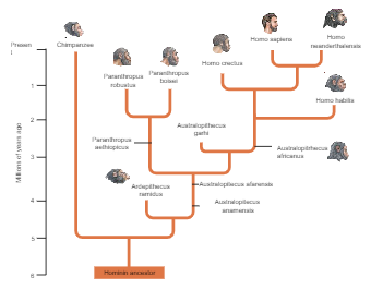 Human Phylogenetic Tree