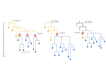 Introduction to Phylogenetic Tree