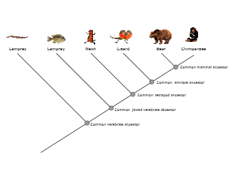 Phylogenetic Tree Example