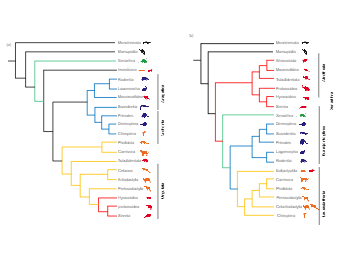 Phylogenetic Tree of Mammals