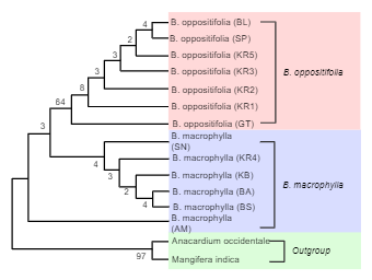 Phylogenetic Tree Outgroup