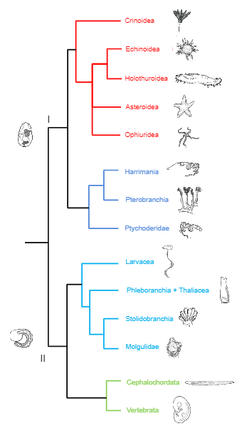 Invertebrate Phylogenetic Tree