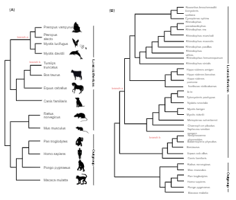 Phylogenetic Tree of  The Species