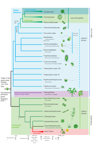 Plant Phylogenetic Tree