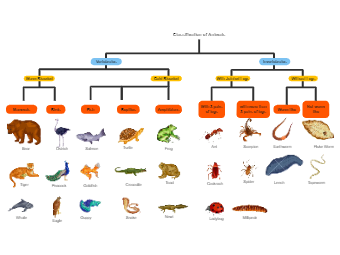 Animals Phylogenetic Tree