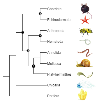Animal Kingdom Phylogenetic Tree