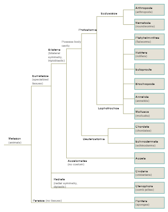 Phylogenetic Tree Templates | EdrawMax Free Editable
