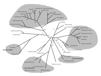 Bacterial Phylogenetic Tree