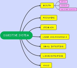 Digestive System