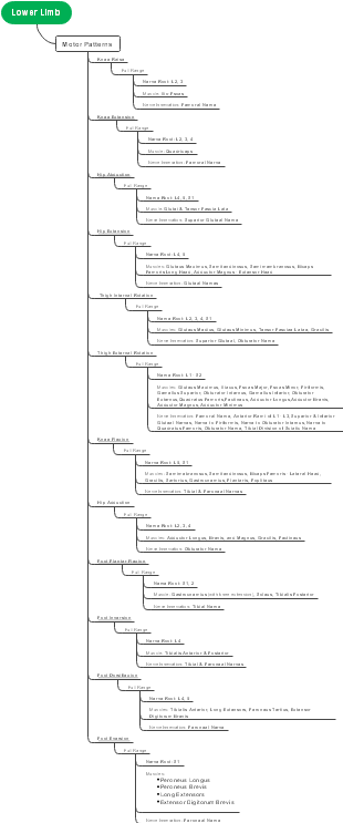 Lower Limb Motor Patterns