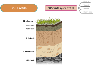 Soil Profile